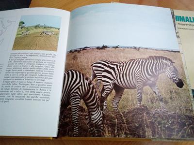Libri sugli animali 2 pezzi (anno 1975), color 1973 - Foto 2