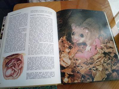 Libri sugli animali 2 pezzi (anno 1975), color 1973 - Foto 3