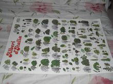 Foto 2 Poster Alberi d'Italia in buone condizioni